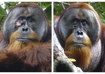 A Wild Orangutan Used a Medicinal Plant to Treat a Wound, Scientists Say