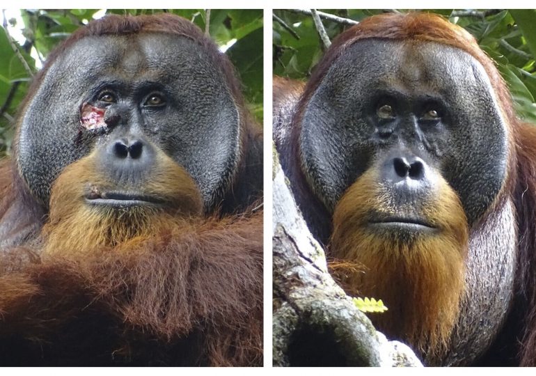 A Wild Orangutan Used a Medicinal Plant to Treat a Wound, Scientists Say