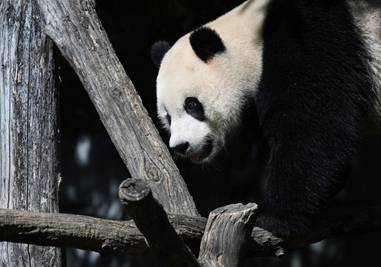 Coming to America: What We Know About Giant Pandas Arriving in the U.S.