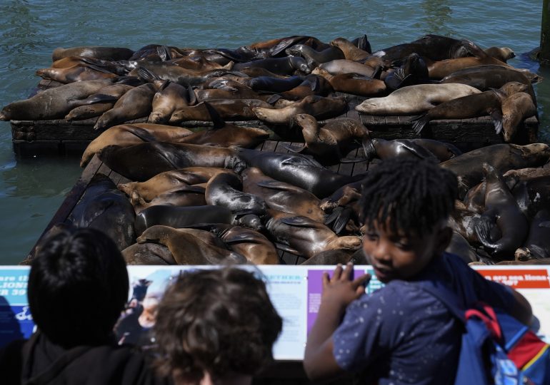 An Anchovy Feast Draws a Crush of Sea Lions to One of San Francisco’s Piers, the Most in 15 Years