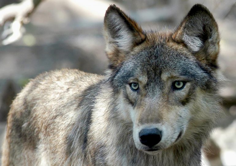 U.S. House Votes to Remove Wolves From Endangered List in 48 States