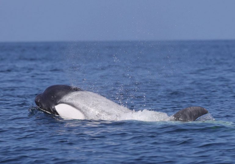 Ultra rare WHITE killer whale dubbed ‘Real Moby Dick’ spotted as scientists believe it has ‘mutation that makes it glow’