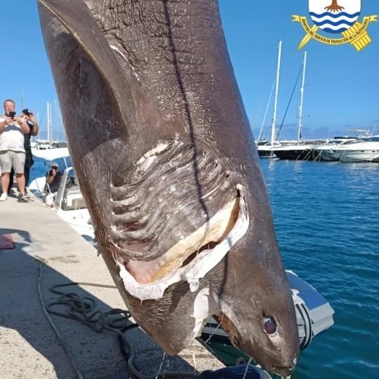 Monster 15ft prehistoric shark with 6 rows of teeth found just THREE MILES from Benidorm as beast hauled in by fishermen