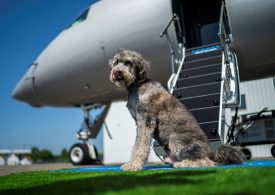 World’s first luxury DOG airline costing owners £4k a ticket – complete with toy-filled lounge & spa for pampered pups