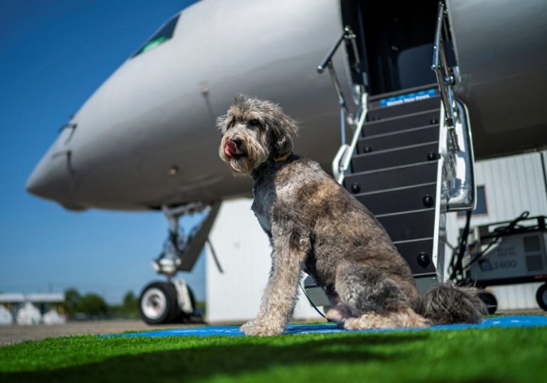 World’s first luxury DOG airline costing owners £4k a ticket – complete with toy-filled lounge & spa for pampered pups