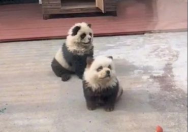 China zoo slammed for painting dogs to look like PANDAS after being forced to admit animals were dyed chow chows