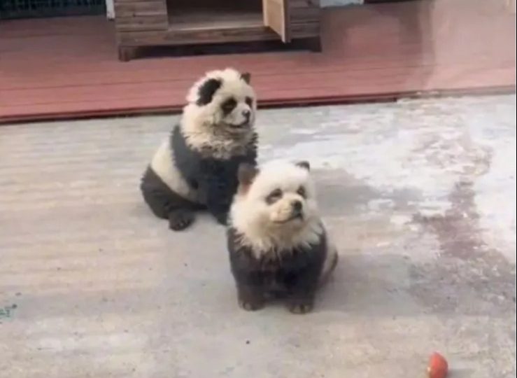 China zoo slammed for painting dogs to look like PANDAS after being forced to admit animals were dyed chow chows