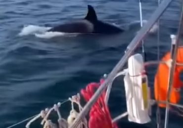 Killer whale gang led by infamous White Gladis sinks ANOTHER yacht off Gibraltar coast amid fears of summer of attacks