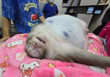 World’s fattest monkey dubbed ‘Godzilla’ dies after eating himself to death despite trip to fat camp