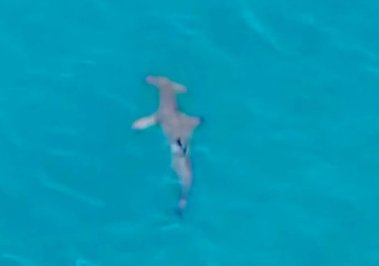 Two more Spain hols beaches CLOSED after shark sightings as drone catches 10ft beast prowling off coast of Gran Canaria