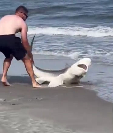 Watch moment beachgoer wrestles with shark before grabbing it by TAIL & hurling it back into sea