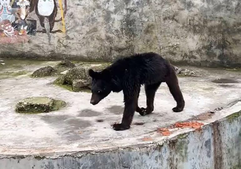 Tragic vid shows ‘world’s saddest bear’ look emaciated after ‘living on bread & veg at skint zoo that can’t afford meat’