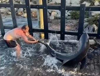 Shock moment brave dad wrestles SHARK into water as beast flashes razor sharp teeth after son hooked it while fishing