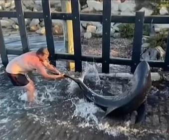 Shock moment brave dad wrestles SHARK into water as beast flashes razor sharp teeth after son hooked it while fishing