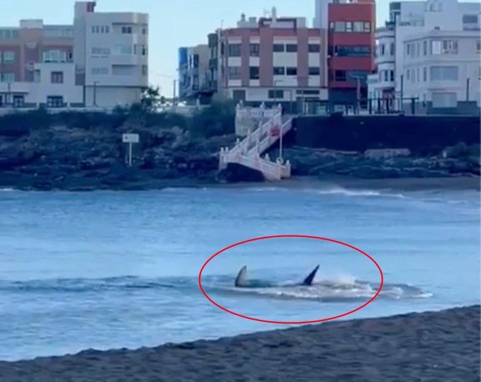 Chilling moment shark stalks shoreline sending tourists fleeing after fin is spotted in water at Gran Canaria beach