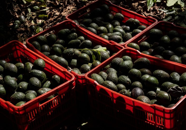 U.S. Suspends Mexico Avocado Shipments Due to Inspector Incident