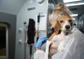 Company That Bred Beagles for Research Pleads Guilty to Neglect, Ordered to Pay $35M