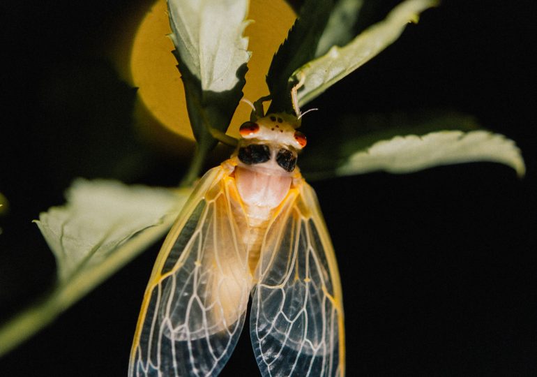 See the Photos of the Rare Cicada Emergence