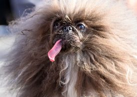 Meet the 2024 Winner of the ‘World’s Ugliest Dog’ Contest