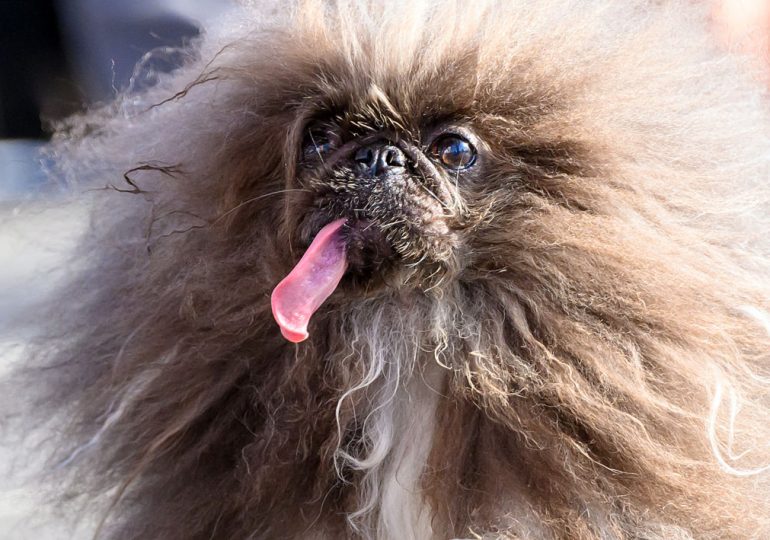 Meet the 2024 Winner of the ‘World’s Ugliest Dog’ Contest