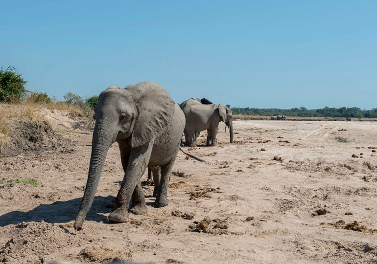 U.S. Tourist Killed in Zambia Elephant Attack in Second Instance This Year