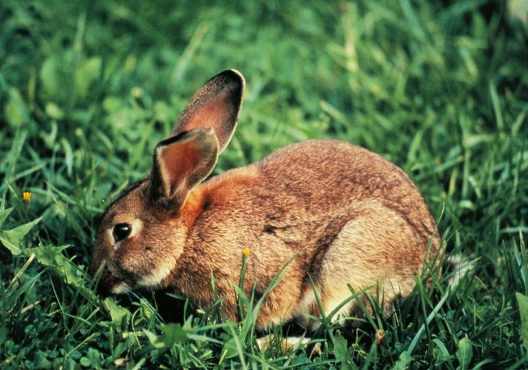 How Furry Pet Rabbits Can Become Invasive Feral Pests