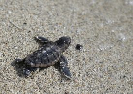 Florida’s Balloon Ban Will Protect Sea Turtles, Birds and Other Marine Life