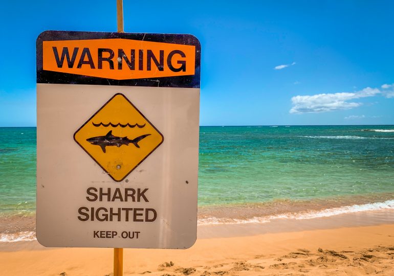 Lifeguard Dies After Being Attacked by Shark While Surfing in Hawaii