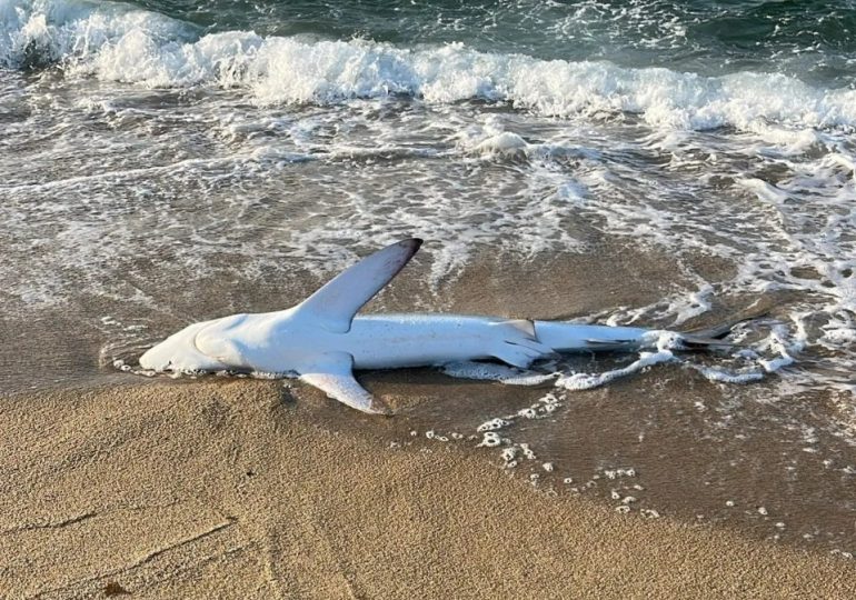 ‘Suicidal’ 8ft-long giant shark with serrated teeth washes up on Brit-favourite holiday beach ‘determined to die’