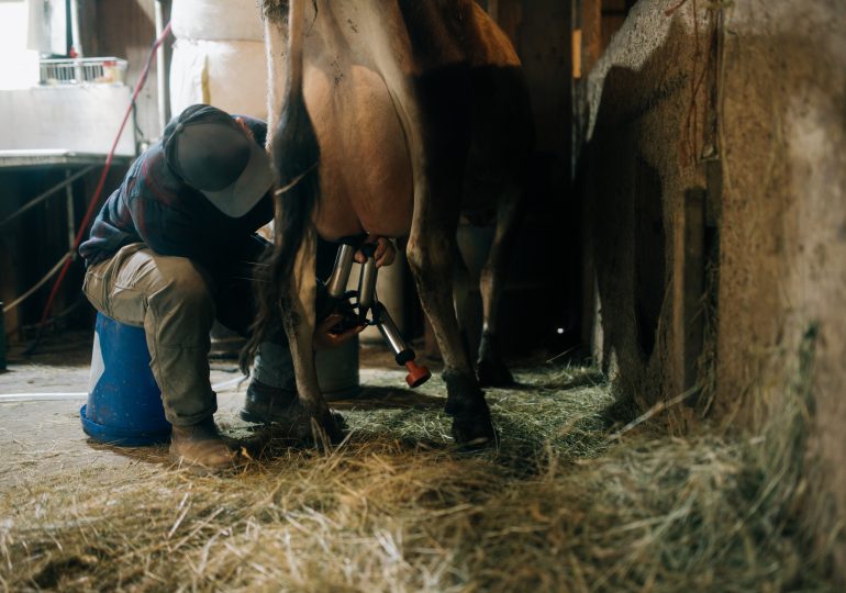 We Are Not Safe from Bird Flu Until We Protect Farm Workers