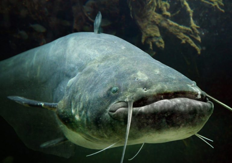 Man-sized duck-eating CATFISH ‘The Beast of Beiseforth’ that’s so big locals feared it was a shark on rampage in Germany