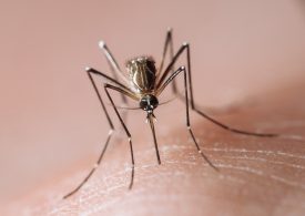 What to Know About Dengue Virus as U.S. Sees Increased Risk of Infection 