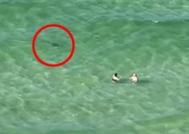 Horror moment tourists scream ‘SHARK’ at clueless swimmers as predator circles them off Florida beach