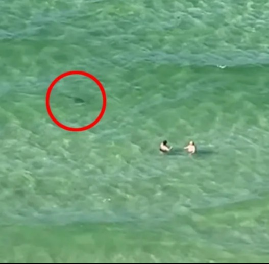 Horror moment tourists scream ‘SHARK’ at clueless swimmers as predator circles them off Florida beach