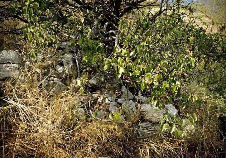 Everyone can see the rocks – but you have a high IQ and 20/20 vision if you can spot the sneaky camouflaged cat