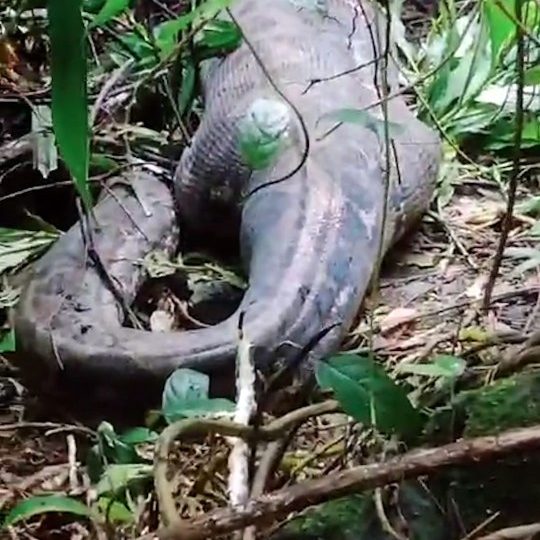 Horrifying moment missing mum is found EATEN ALIVE by giant python as locals forced to cut her out of snake’s belly