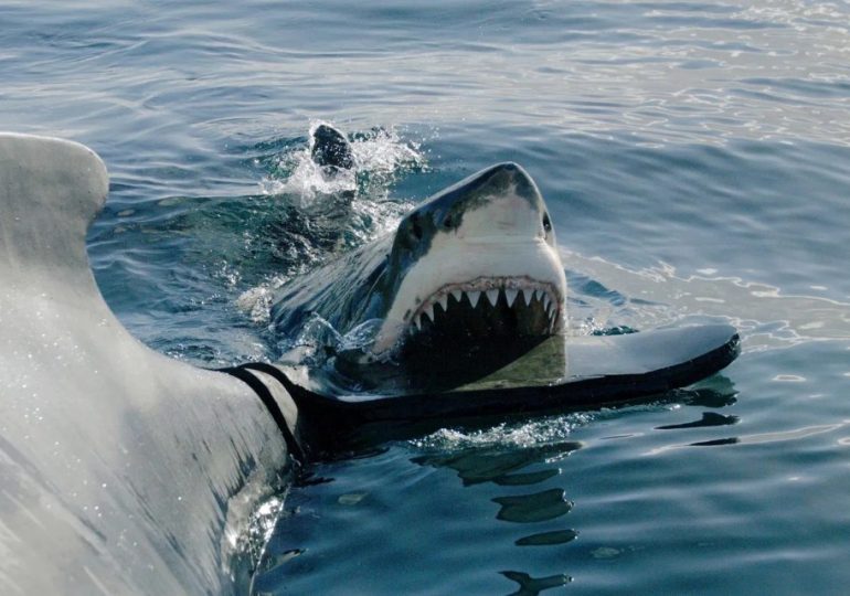 Watch eerie moment shark-hunter scientists release 200 gallons of ‘BLOOD’ into ocean to lure ‘Queen Boss’ great white