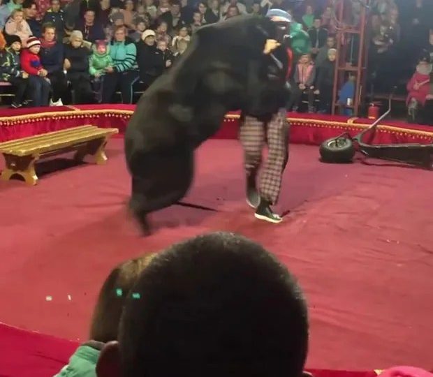 World’s worst circuses where bears are whipped, electrocuted & force-fed BOOZE until they snap and launch savage attacks