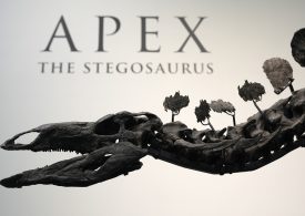 A Stegosaurus Nicknamed Apex Will Be Auctioned in New York