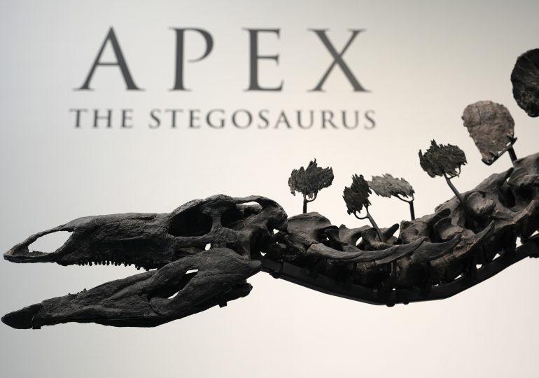 A Stegosaurus Nicknamed Apex Will Be Auctioned in New York