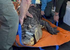 Albert the Alligator’s Owner Sues New York State Agency in Effort to Be Reunited