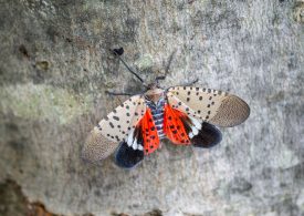 Spotted Lanternflies Are Back. Scientists Are Still Trying to Figure Out How Best to Kill Them