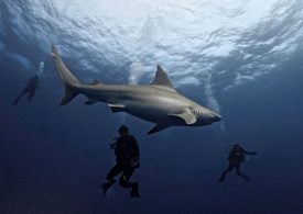 What to Do if You Come in Contact With a Shark