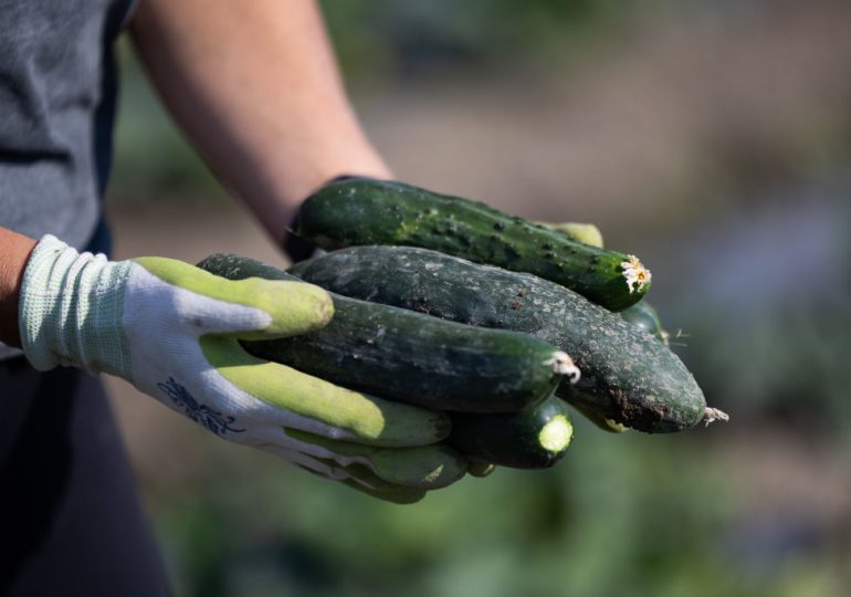 Another Cucumber Recall Impacts States Across the U.S. This Time for Listeria 