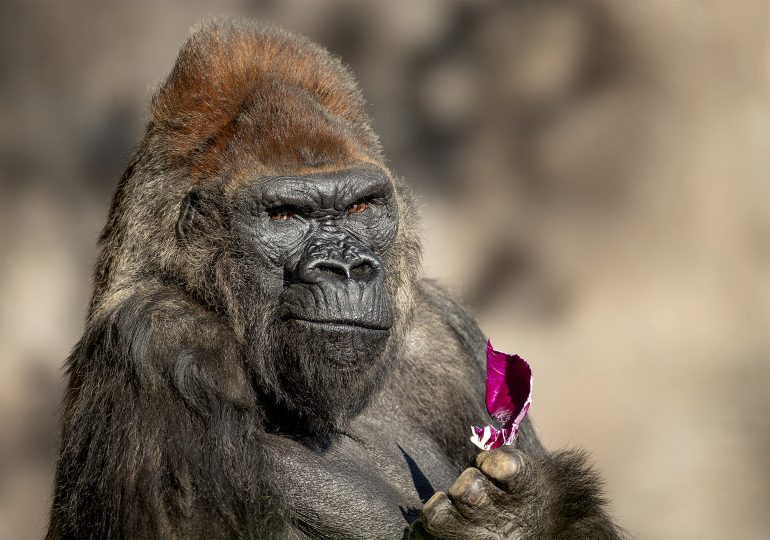 Winston, Beloved Gorilla at San Diego Zoo Safari Park, Dies at 52