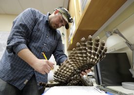 U.S. Officials Plan to Kill Thousands of Owl Species to Save Another From Extinction