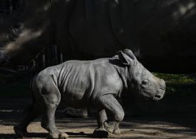 White Rhino Born in a Chilean Zoo Gives Boost to the Near-Endangered Species