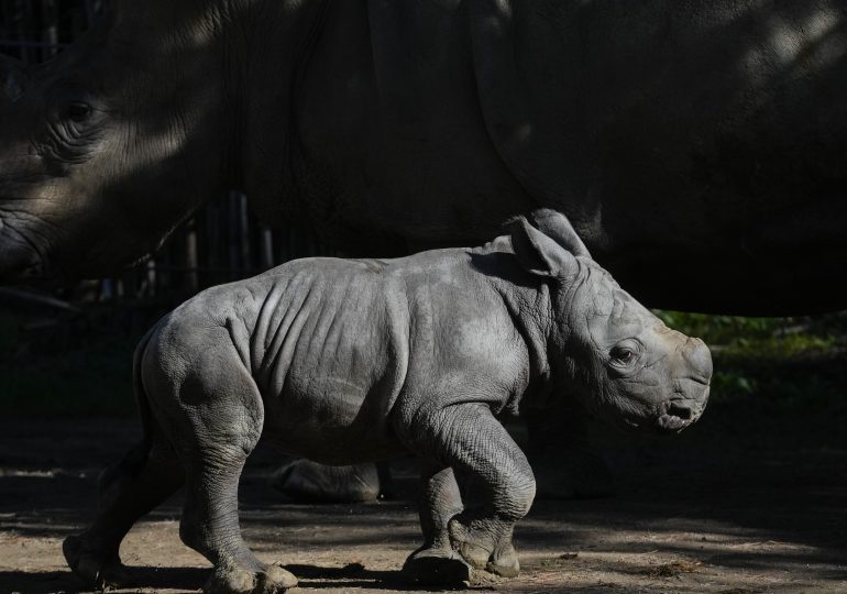 White Rhino Born in a Chilean Zoo Gives Boost to the Near-Endangered Species
