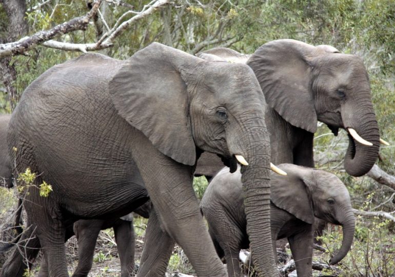 Tourist crushed to death by rampaging elephants in front of fiance after leaving car at nature reserve to take pics