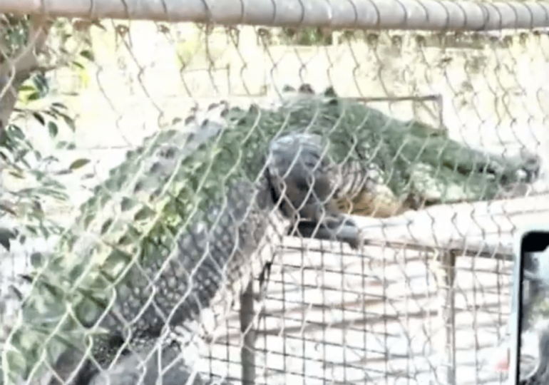 Terrifying moment deadly croc tries to CLIMB out of enclosure during feeding frenzy as onlookers told ‘be ready to flee’